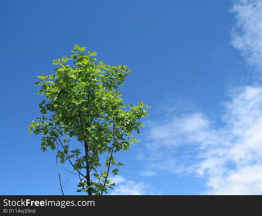 A small green tree in the blue sky