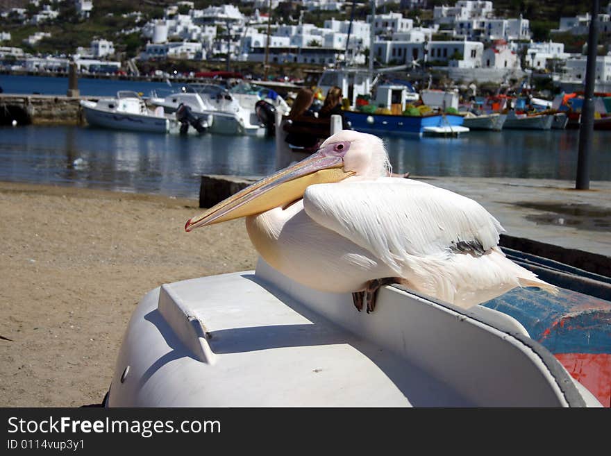 Pelican on Boat