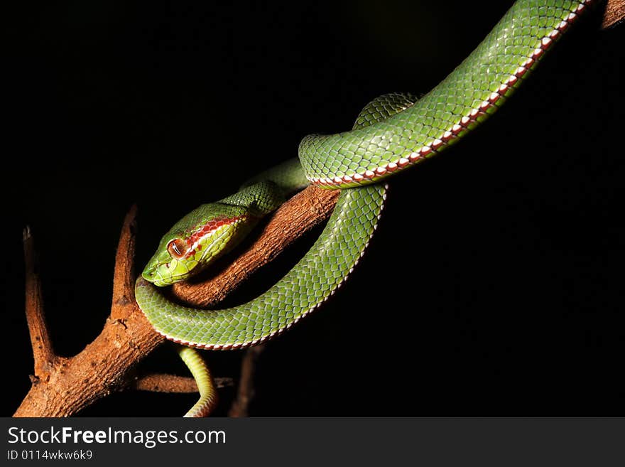 Image of green snake in the zoo.