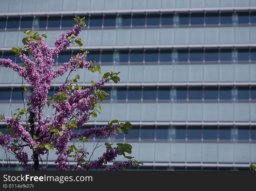 Image of a modern building with violet flowers