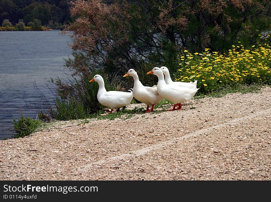 A group of ducks in a row headed for the water.