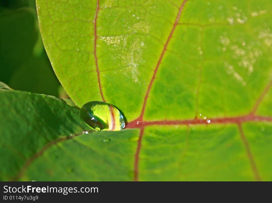 Water Droplet On Leaf