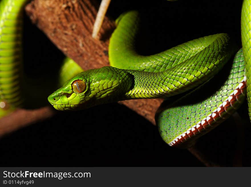 Image of green snake in the zoo.