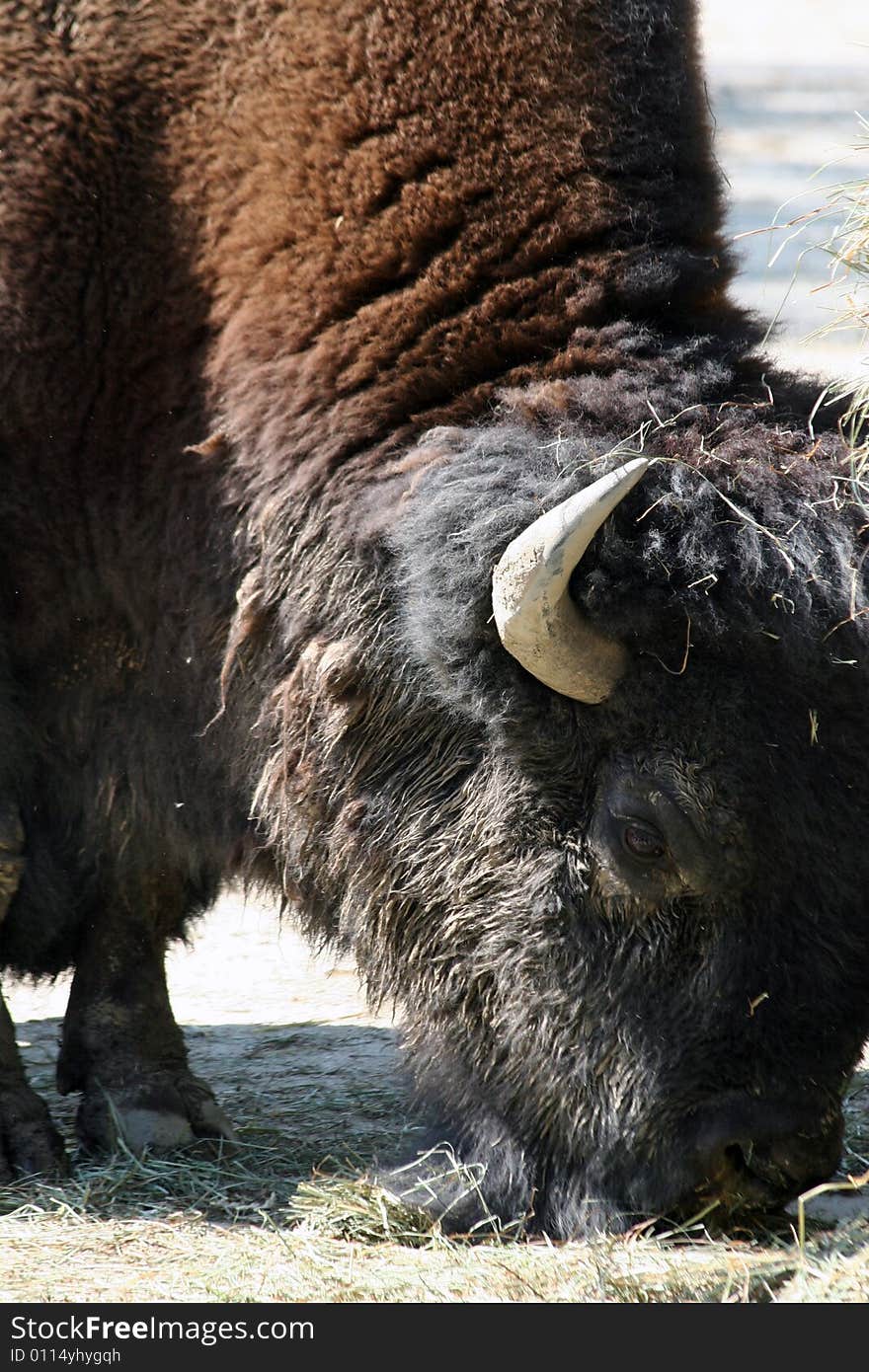 The American and European bison are the largest terrestrial mammals in North America and Europe. Bison are nomadic grazers and travel in herds, except for the non-dominant bulls, which travel alone or in small groups during most of the year. American bison are known for living in the Great Plains. Both species were hunted close to extinction during the 19th and 20th centuries but have since rebounded, although the European bison is still endangered.