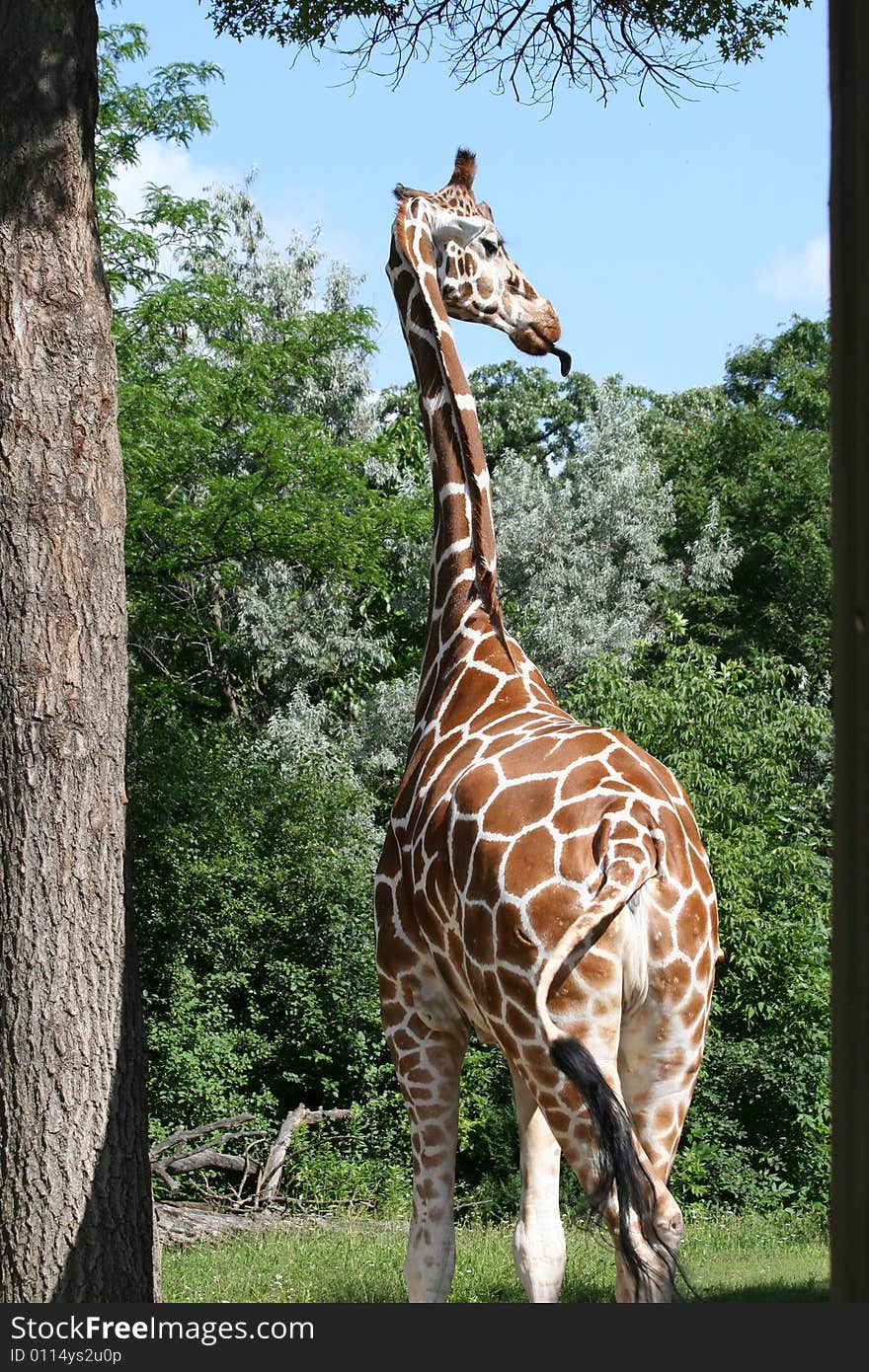 The giraffe is an African even-toed ungulate mammal, the tallest of all land-living animal species.