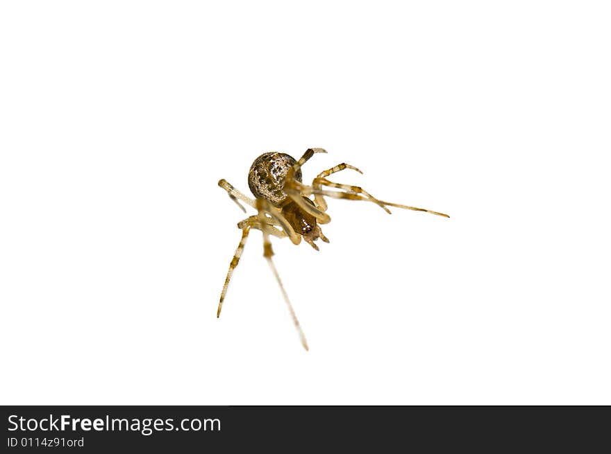 Macro shot of a spider isolated in white. Macro shot of a spider isolated in white