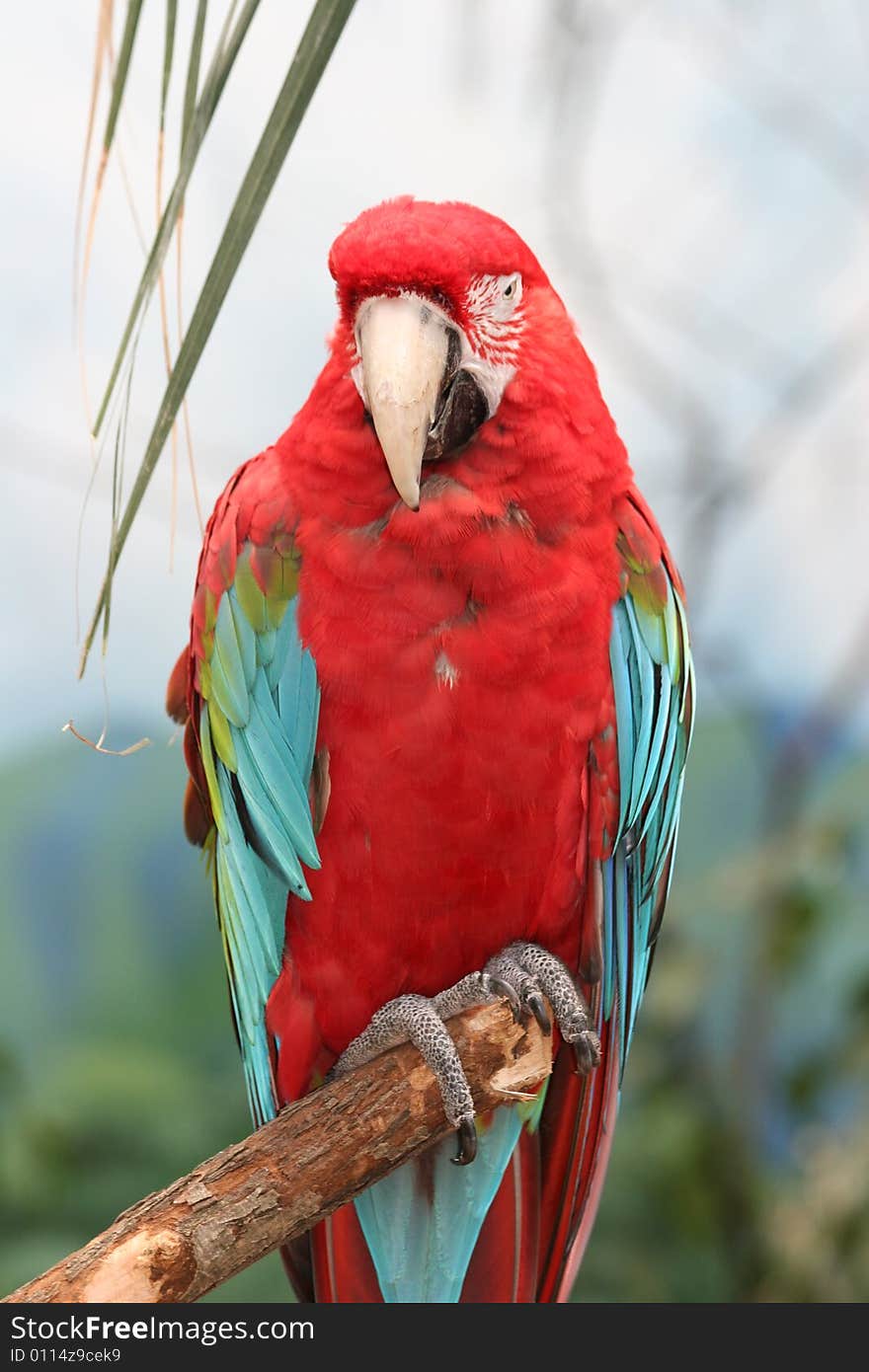 Macaws are small to large, often colourful New World parrots. Macaws are native to Mexico, Central America, South America, and formerly the Caribbean.