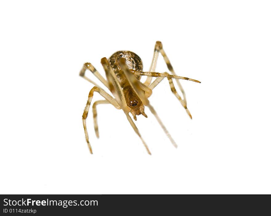 Macro shot of a spider isolated in white. Macro shot of a spider isolated in white