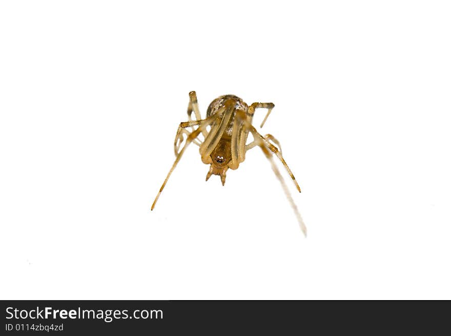 Isolated Striking Small Spider