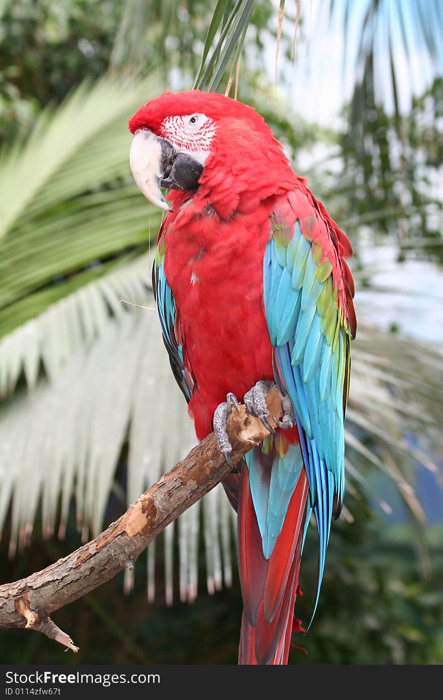 Macaws are small to large, often colourful New World parrots. Macaws are native to Mexico, Central America, South America, and formerly the Caribbean.