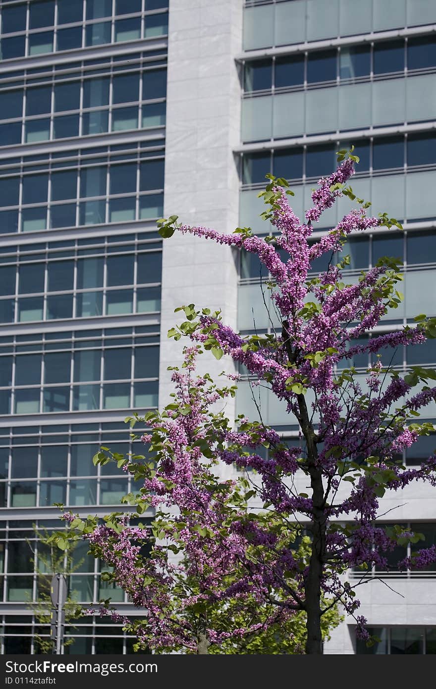 Image of a modern building whit violet flowers