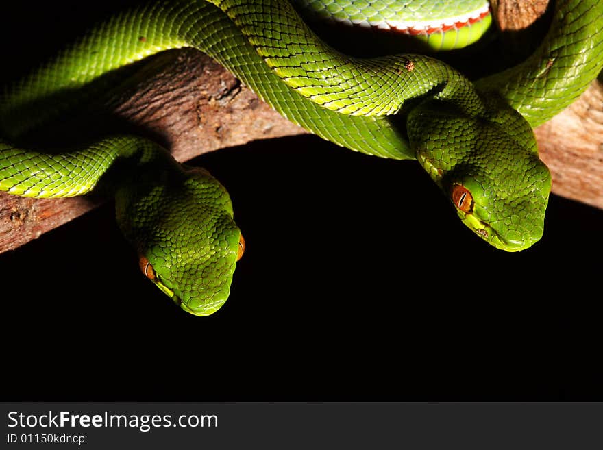 Image of green snake in the zoo.