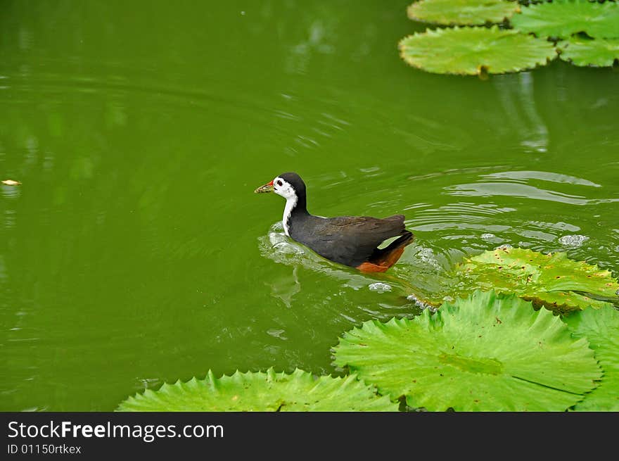 Water bird and water lily in the pond