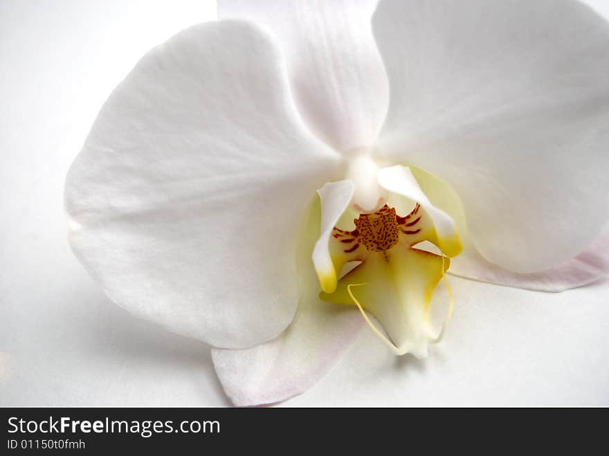 Exotic white orchid