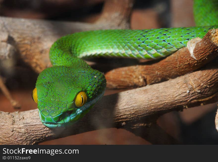 Green snake