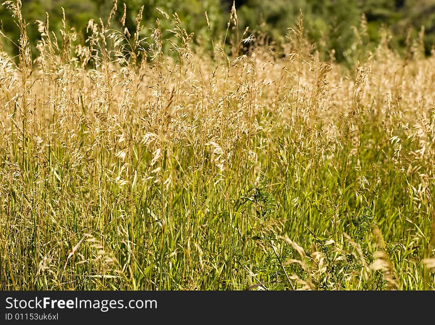 Field Of Grass