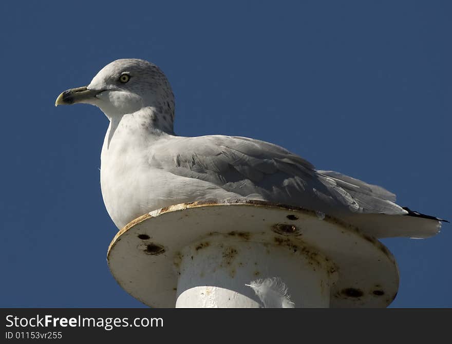 Gull View