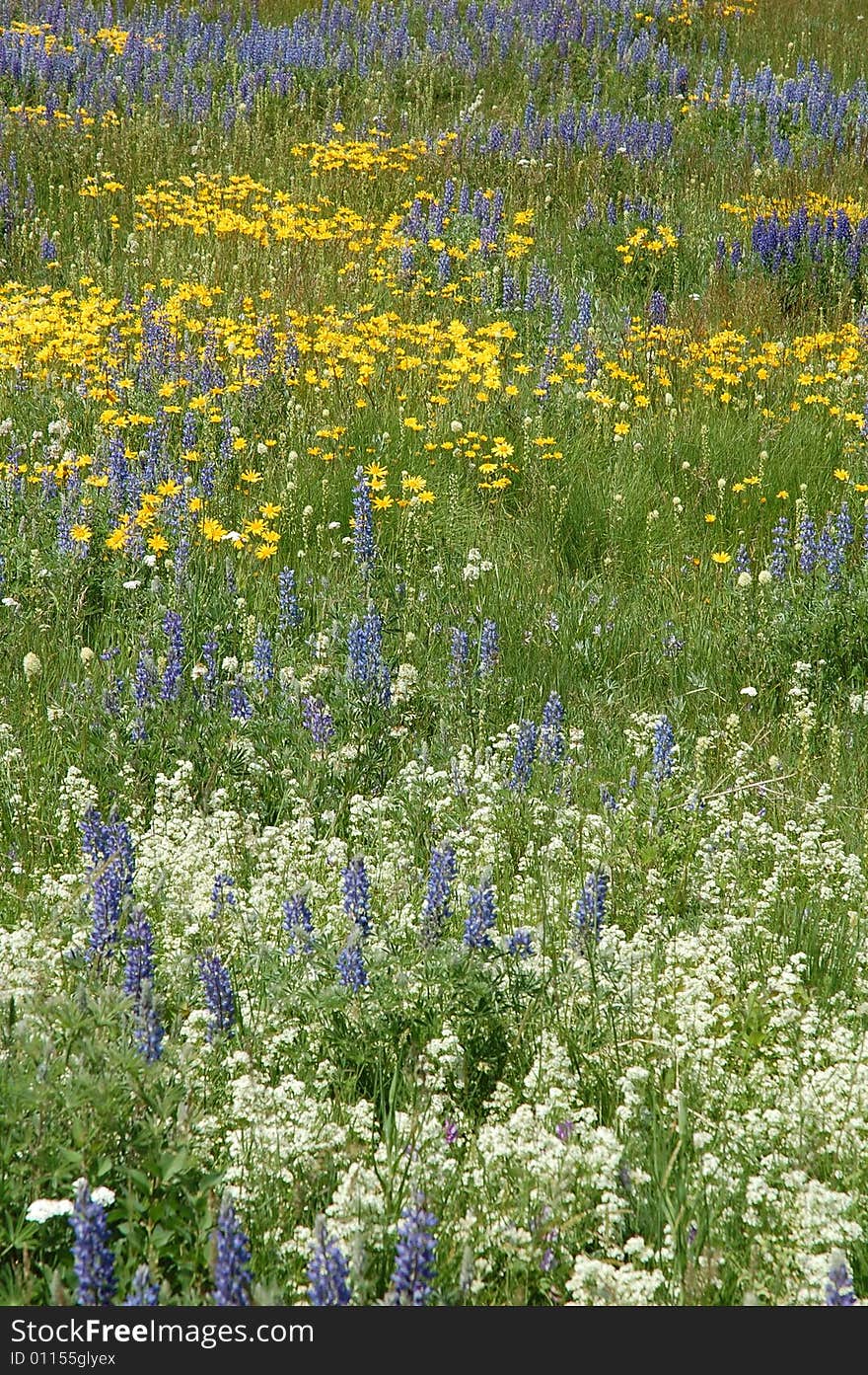 Blooming wild flowers in alberta prairies, canada