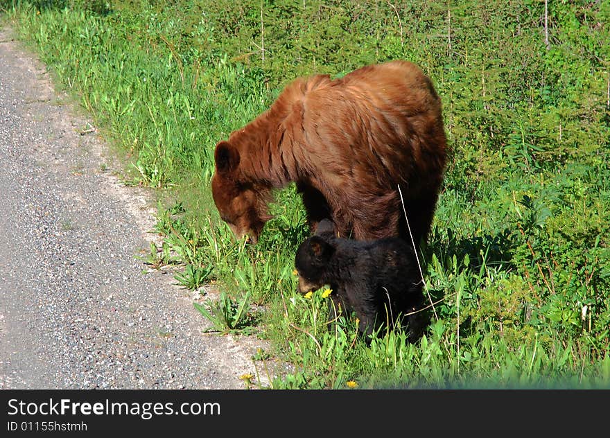 A female bear and a baby bear are eating plants along a local road in waterton national park, alberta, canada. A female bear and a baby bear are eating plants along a local road in waterton national park, alberta, canada