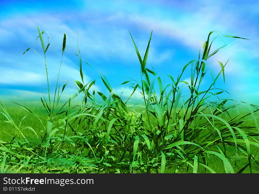 Beautiful green herb on background blue sky and cloud. Beautiful green herb on background blue sky and cloud