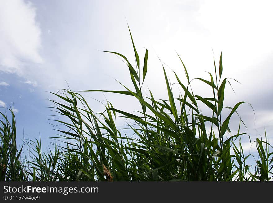 Beautiful green herb on background blue sky and cloud