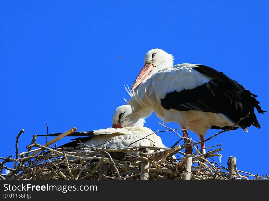 A stork searching for frog