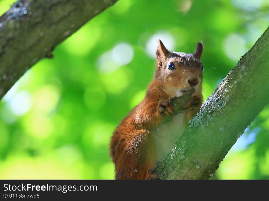 A red squirrel in a tree