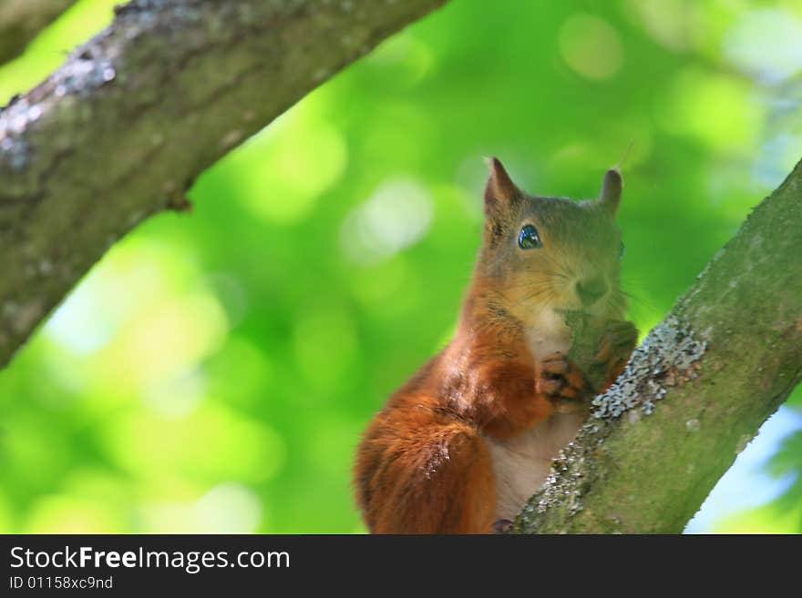 A red squirrel in a tree