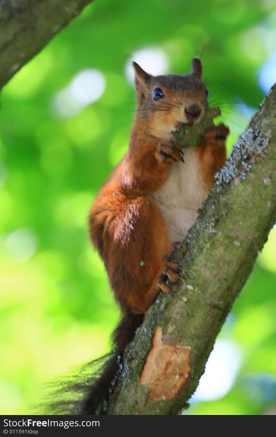 A red squirrel in a tree