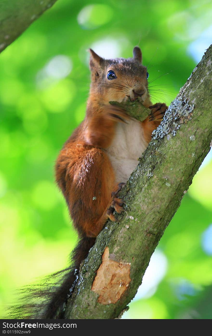 A red squirrel in a tree