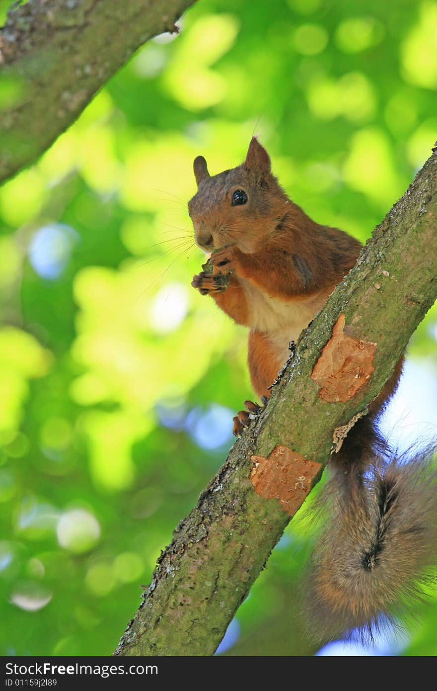 A red squirrel in a tree