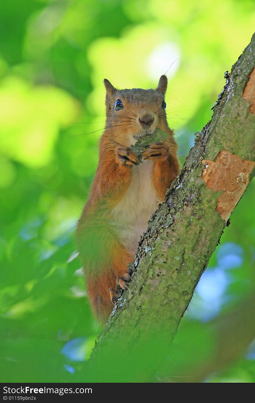 A red squirrel in a tree