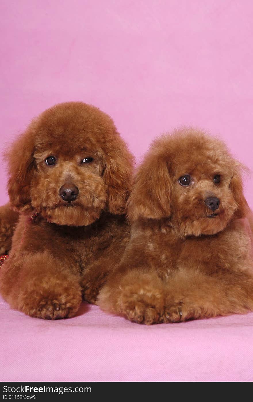 Two lovely Toy Poodle thinking. Two lovely Toy Poodle thinking.