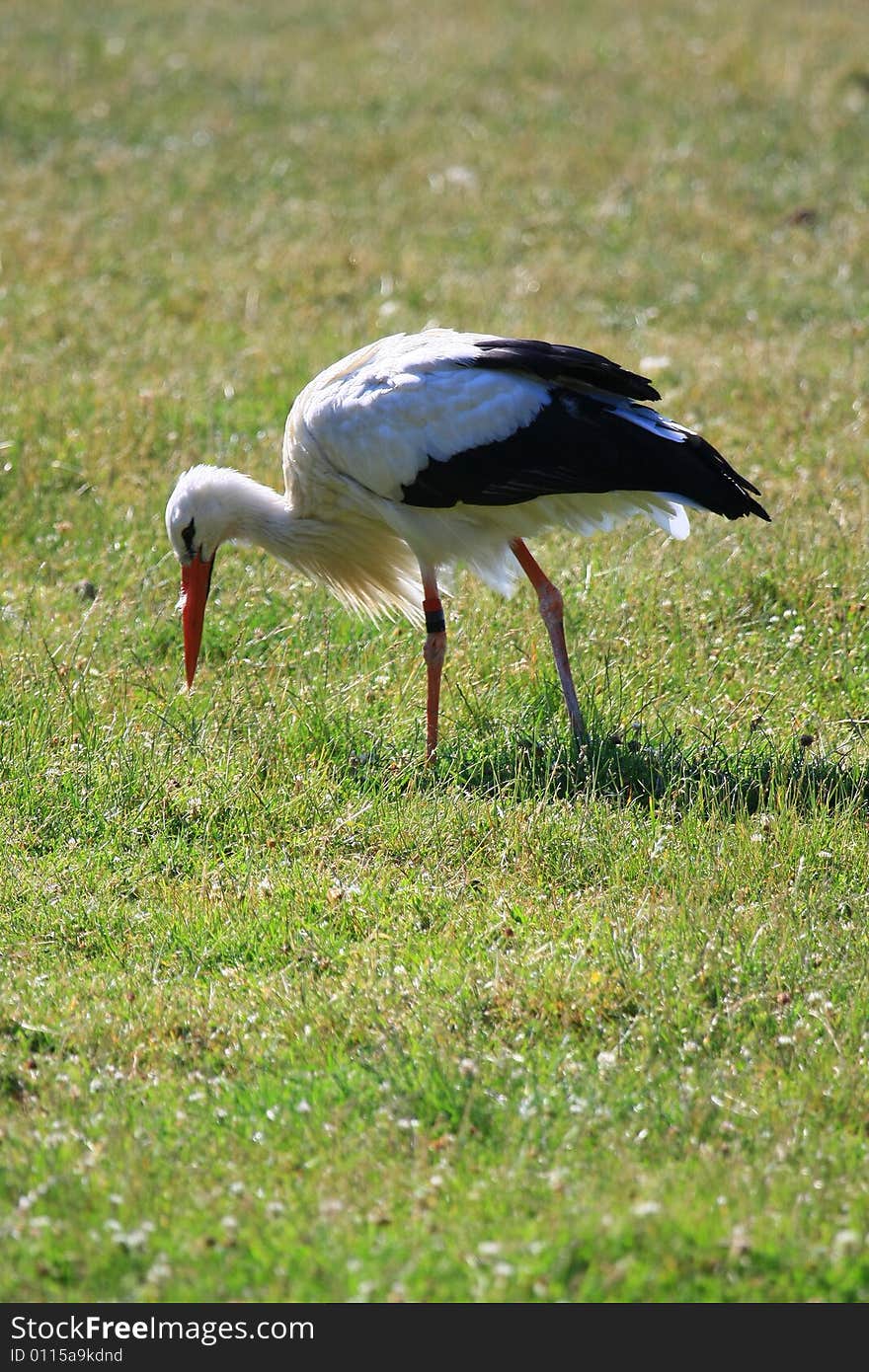 Stork