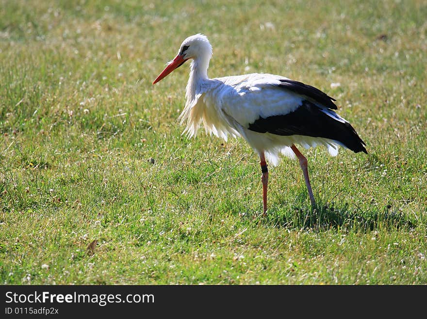 Stork