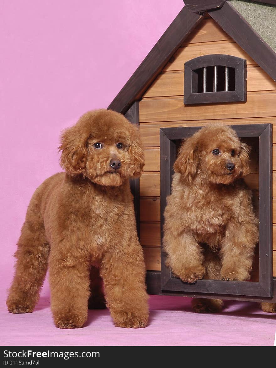 Two lovely Toy Poodle thinking at home. Two lovely Toy Poodle thinking at home.