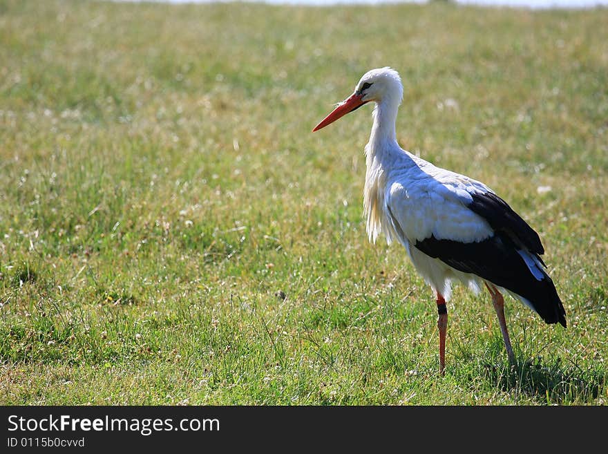 Stork