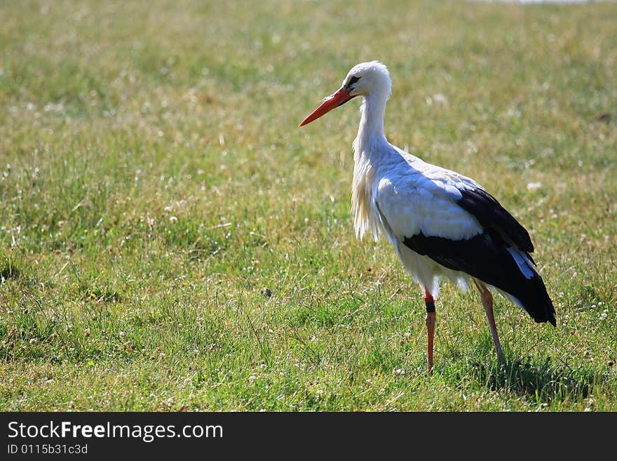 Stork