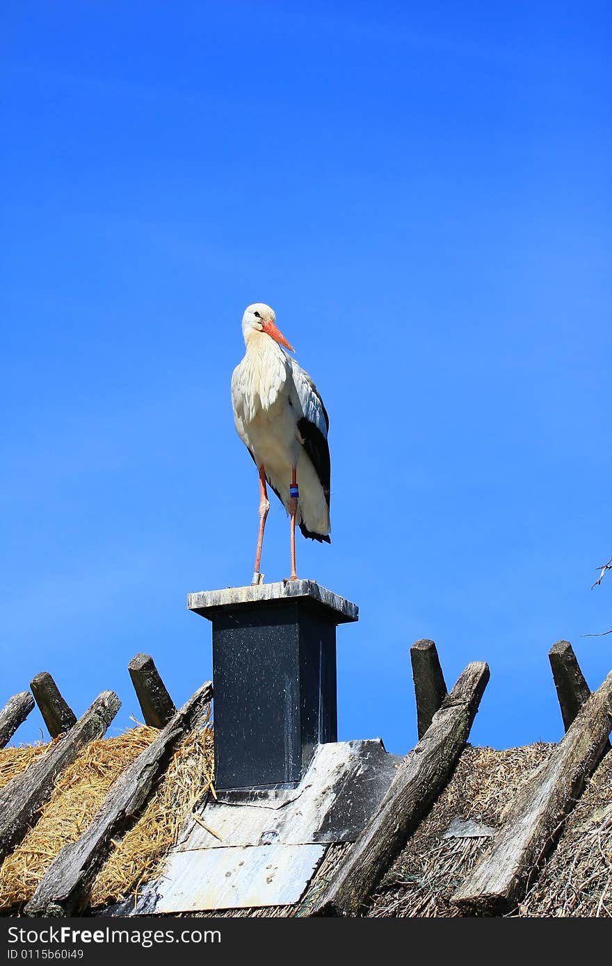 Stork