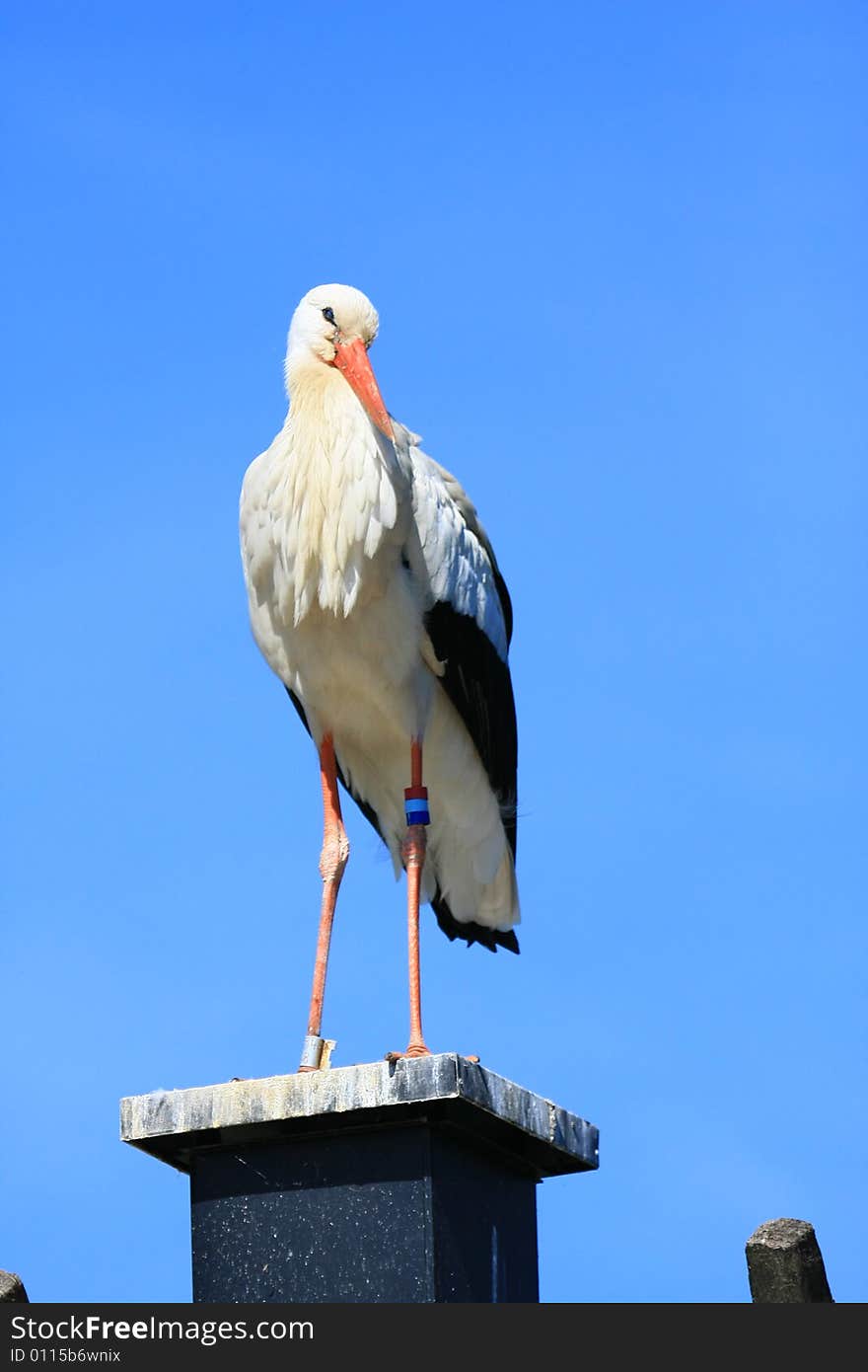 Stork