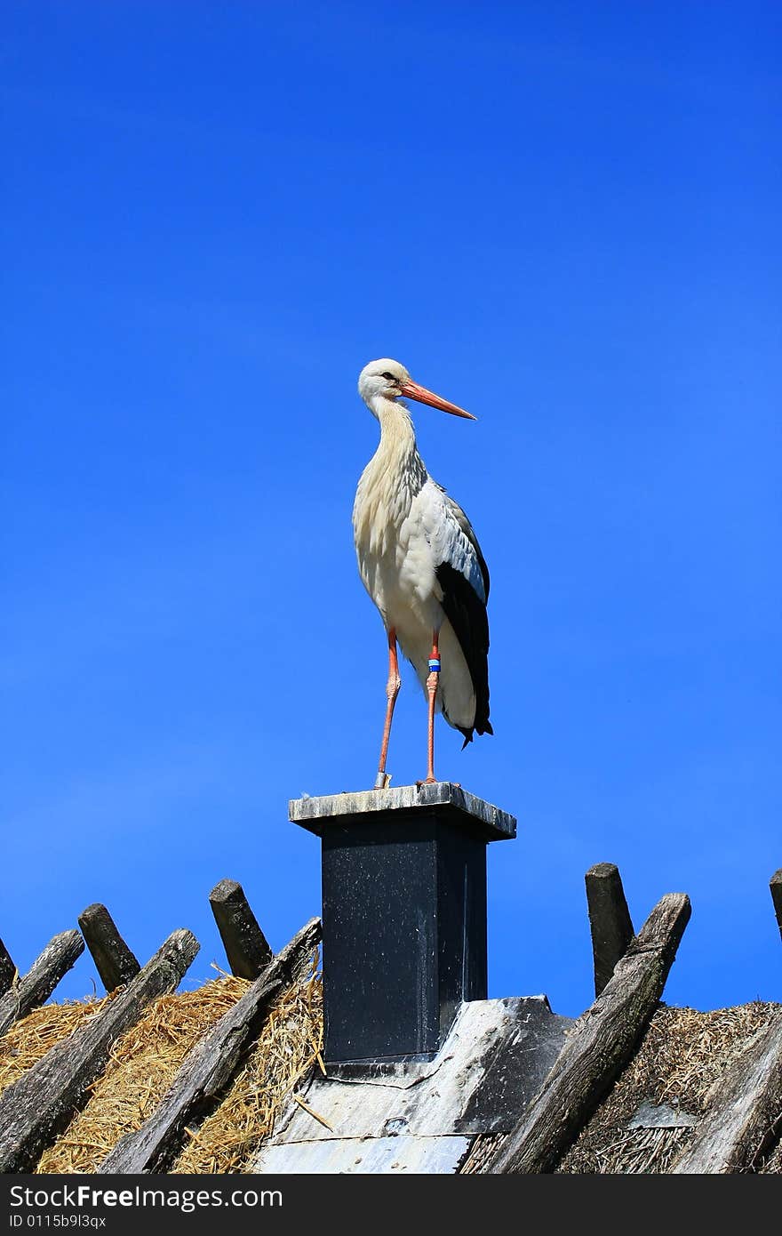 A stork perched on a roof