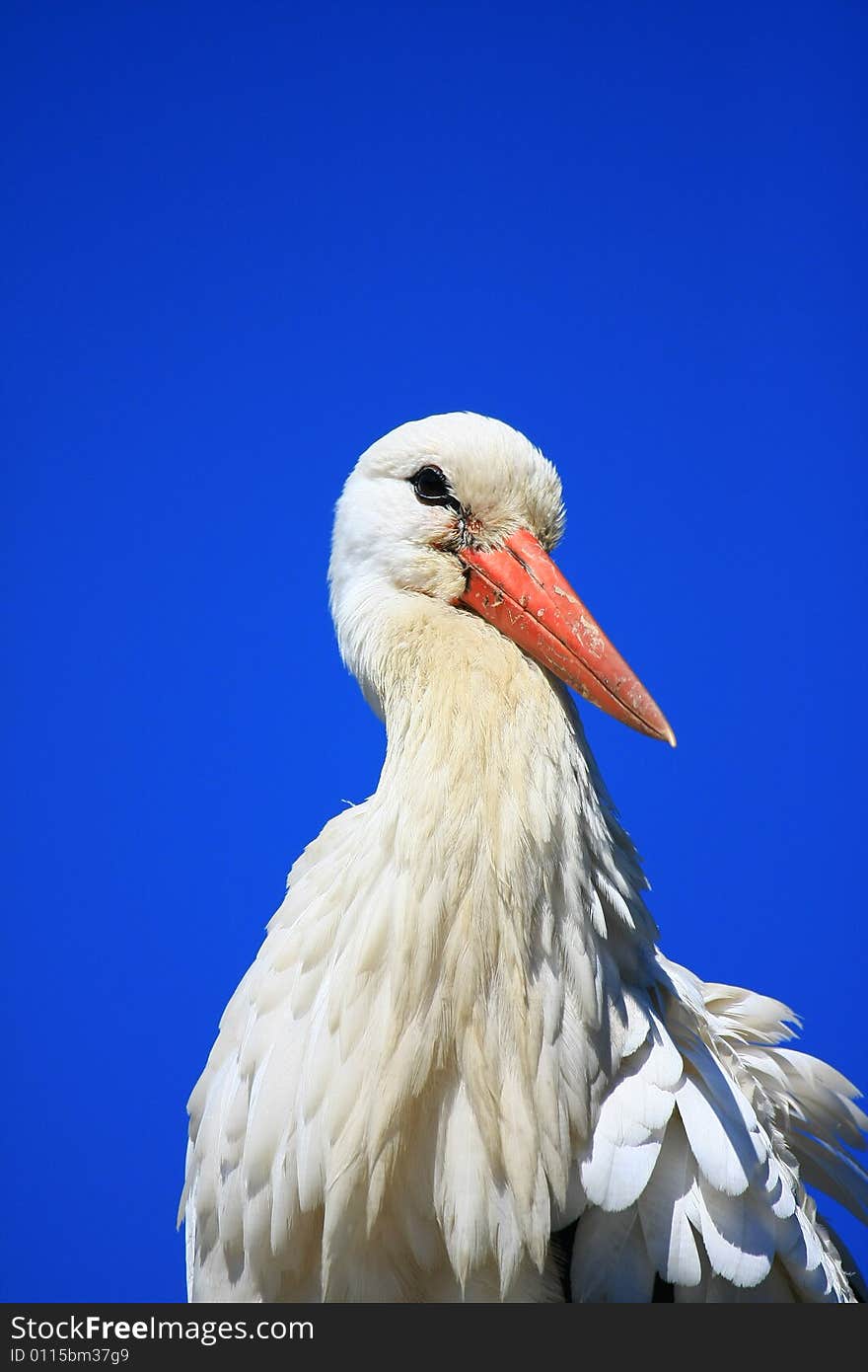 Stork