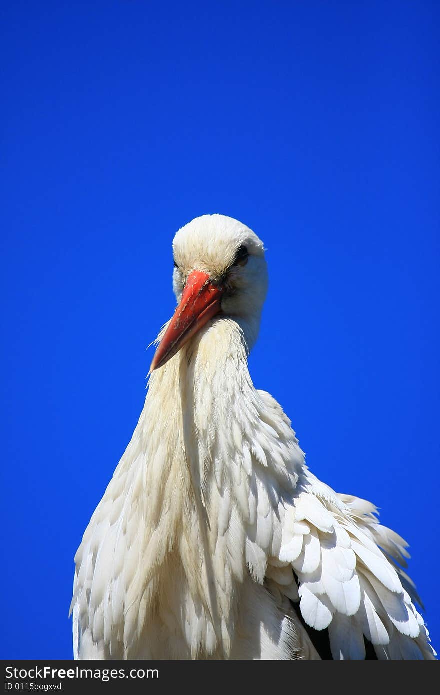 Stork