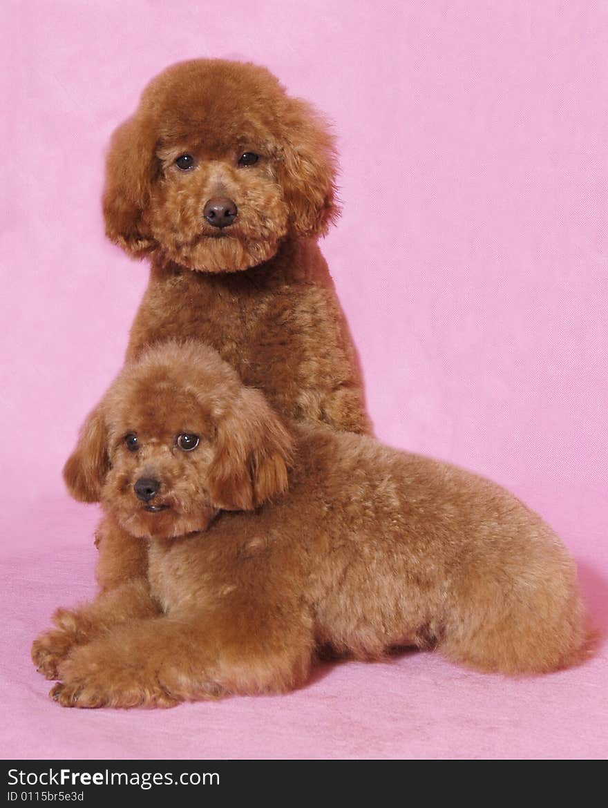 Two Toy Poodles&teddy Bear