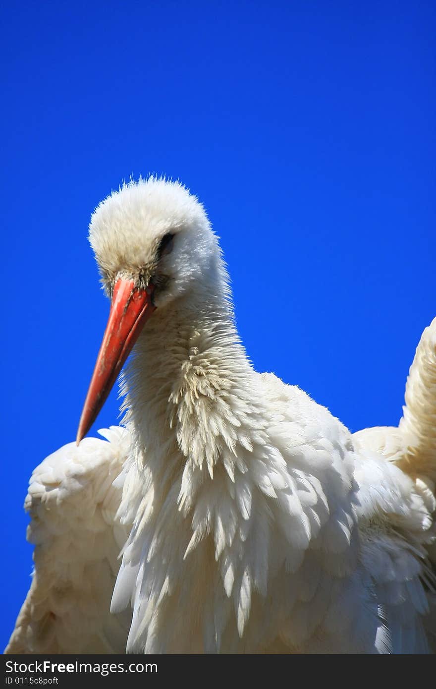 Stork