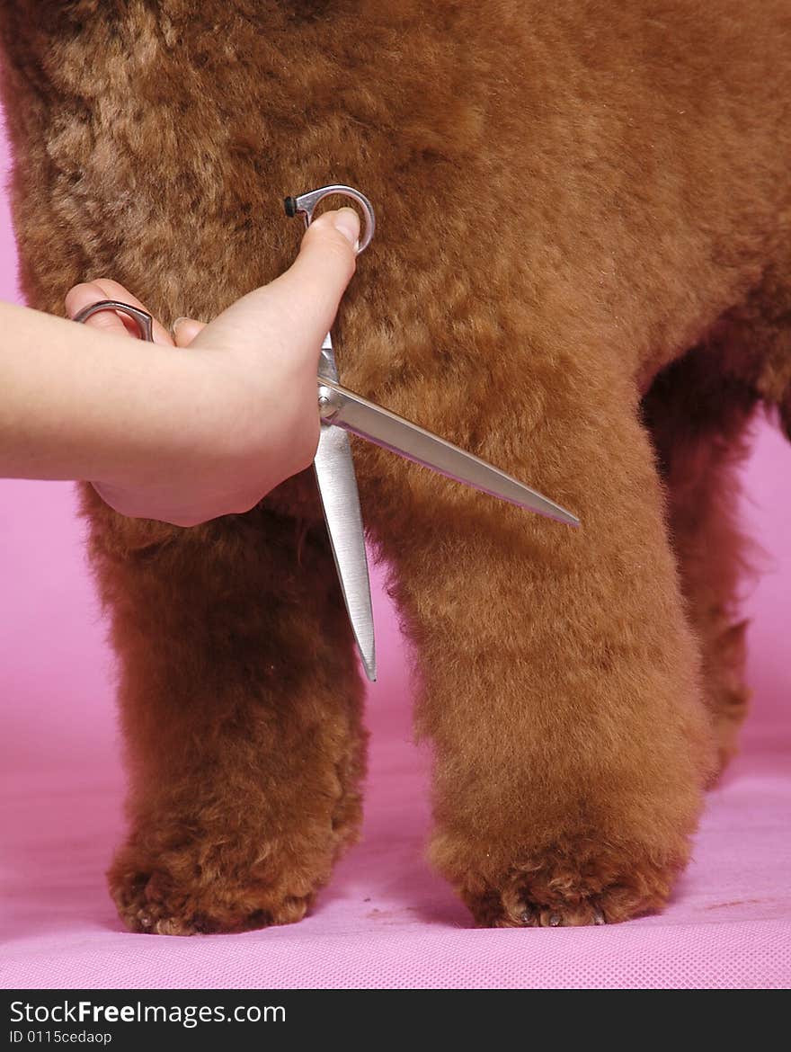 Poodle Cosmetologystep