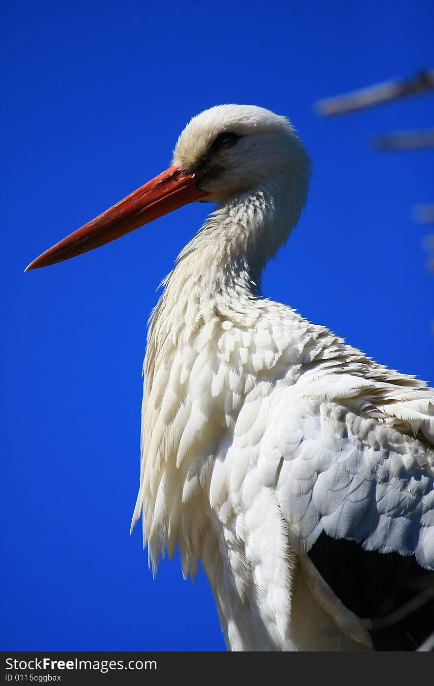 A stork in profile