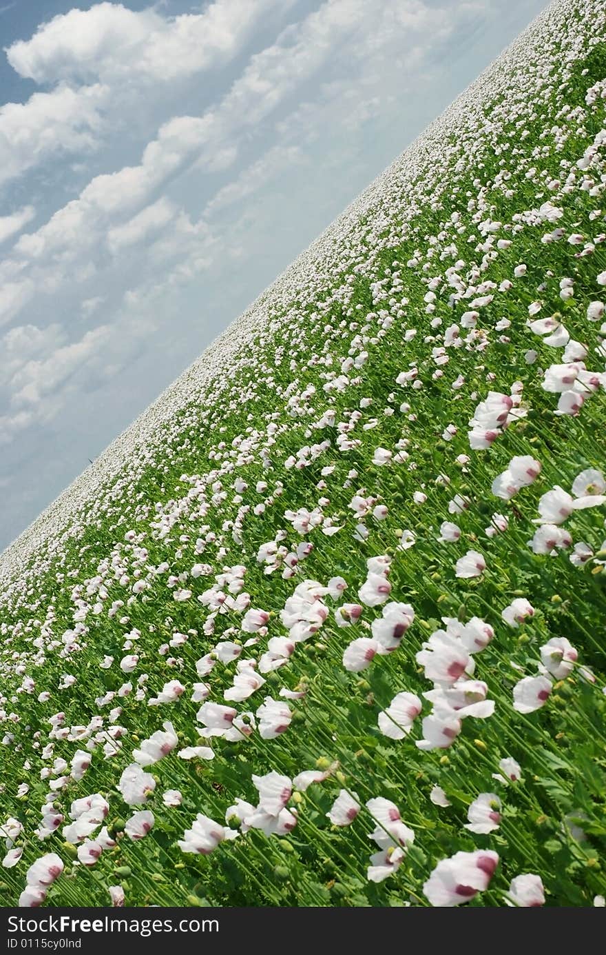 Poppy field