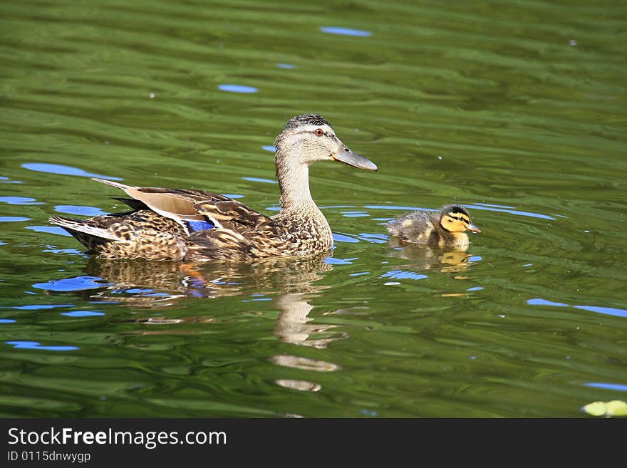 A duck with baby on the sea. A duck with baby on the sea