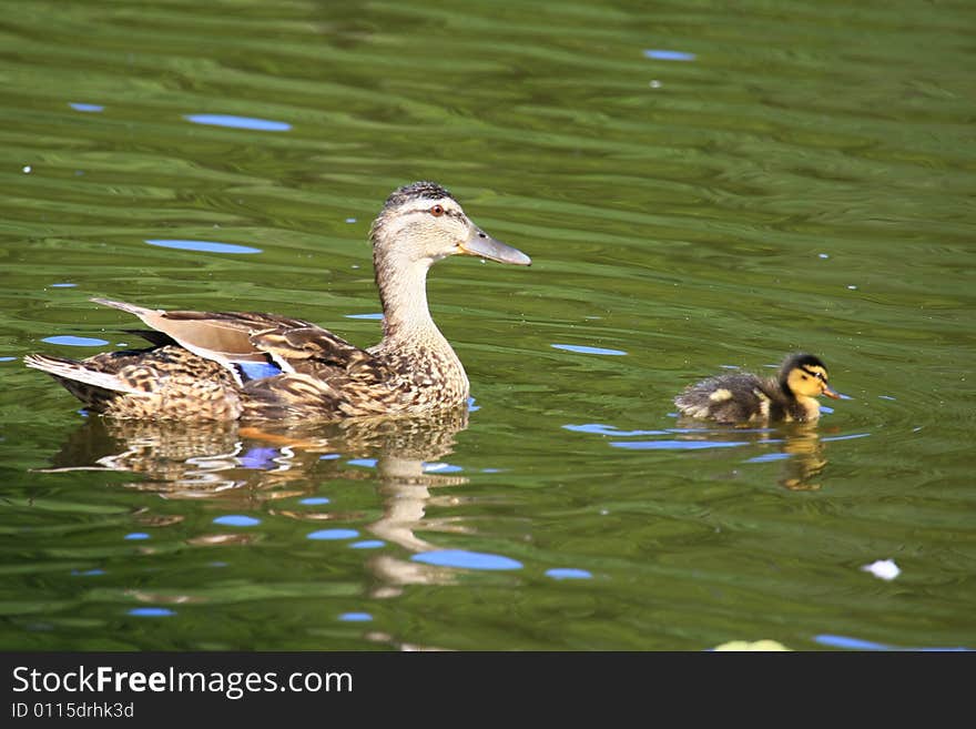 A duck with baby on the sea. A duck with baby on the sea